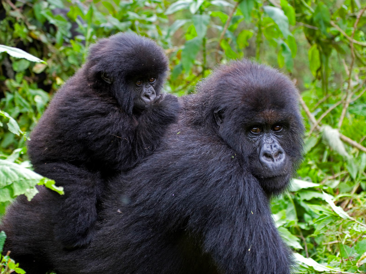 explore-uganda