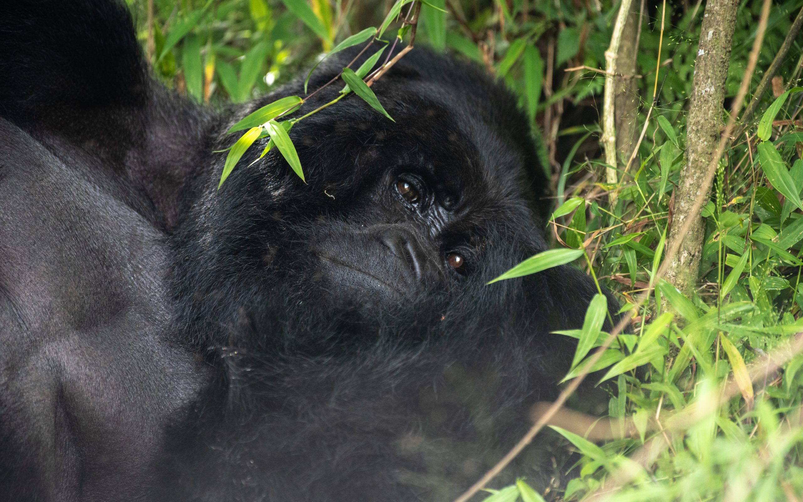 Gorilla trekking In rwanda